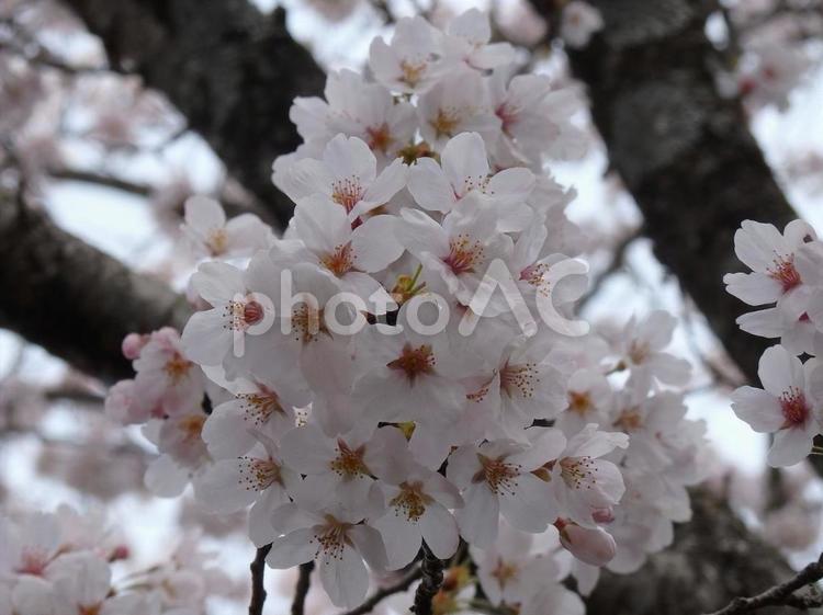 【桜の写真】桜が咲く風景 桜,さくら,サクラの写真素材