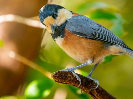 枝にとまるヤマガラ ヤマガラ,野鳥,鳥の写真素材