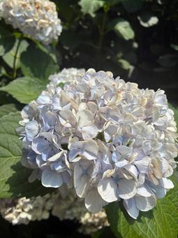 Photo, hydrangea, blue, white, 