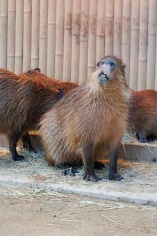 Photo, capybara, creatures, animal, 