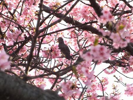 ピーヨ ピーヨと鳴くヒヨドリと河津桜 ピーヨ ピーヨと鳴くヒヨドリと河津桜 ヒヨドリ,鳴く,嘴の写真素材