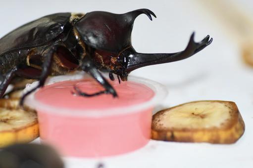 昆虫ゼリーを食べるカブトムシの写真