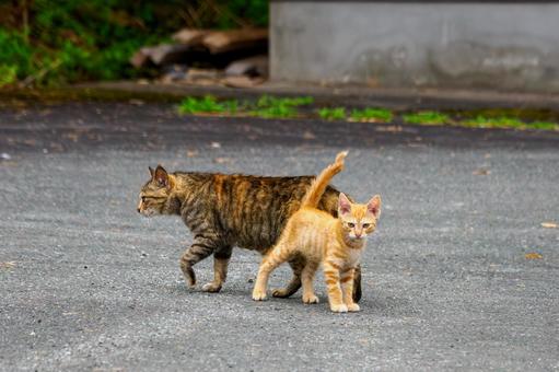 猫(146) 猫(146)の写真