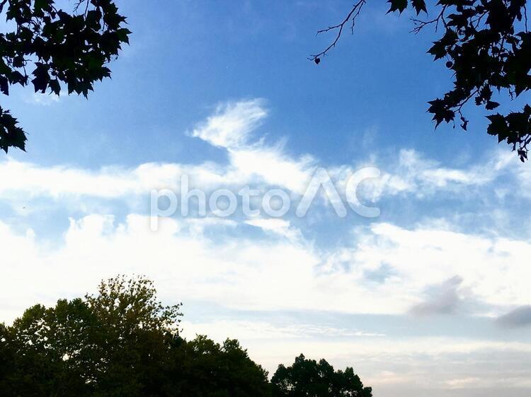 夕暮れの森 風景,景色,自然の写真素材