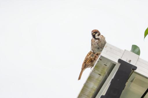 スズメの若鳥⑶ スズメの若鳥⑶の写真
