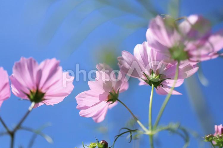 コスモスを下から覗いてみてみると・・・ コスモス,秋桜,青空の写真素材