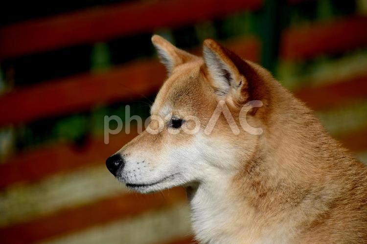 柴犬・横顔 柴犬,柴,犬の写真素材
