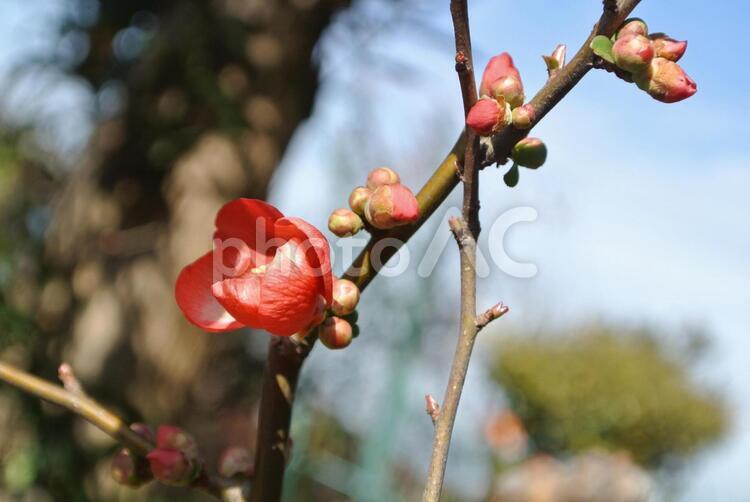 花、ボケ 1月,ボケ,冬花の写真素材