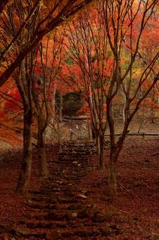 もみじ湖の紅葉 秋,モミジ,もみじの写真素材