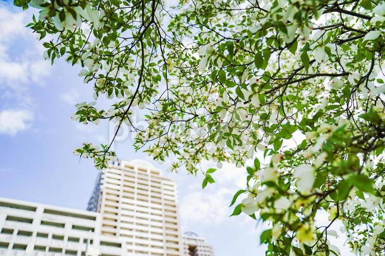 街路樹 街路樹,植物,花の写真素材