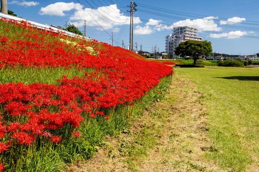 河原の公園⑸ 河原の公園⑸ 公園,河原,ヒガンバナの写真素材