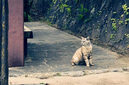 Landscape with cats, JPG