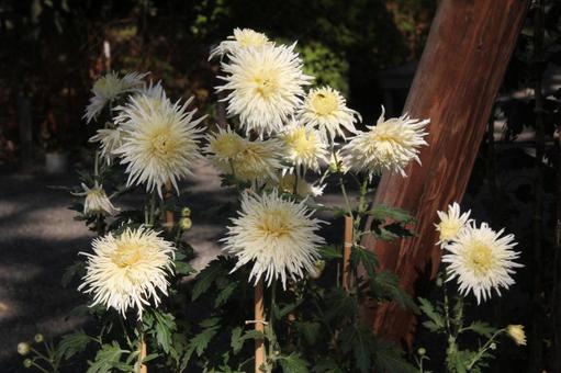 和菊・わぎく 和菊・わぎく 和菊・わぎく,風景マクロ,わぎくの写真素材