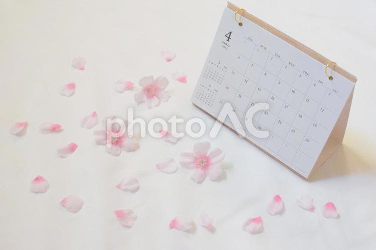 4月のカレンダーと周りに桜の花③ 桜,花びら,カレンダーの写真素材