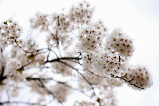 満開の森町の桜の花 満開の森町の桜の花の写真