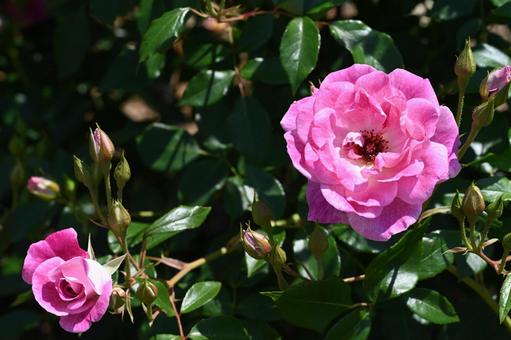 Pink roses taken at Maebashi Rose Garden, JPG Pink roses taken at Maebashi Rose Garden, JPG