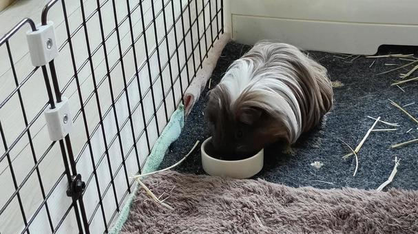 ごはん中のモルモット モルモット,ペット,動物の写真素材