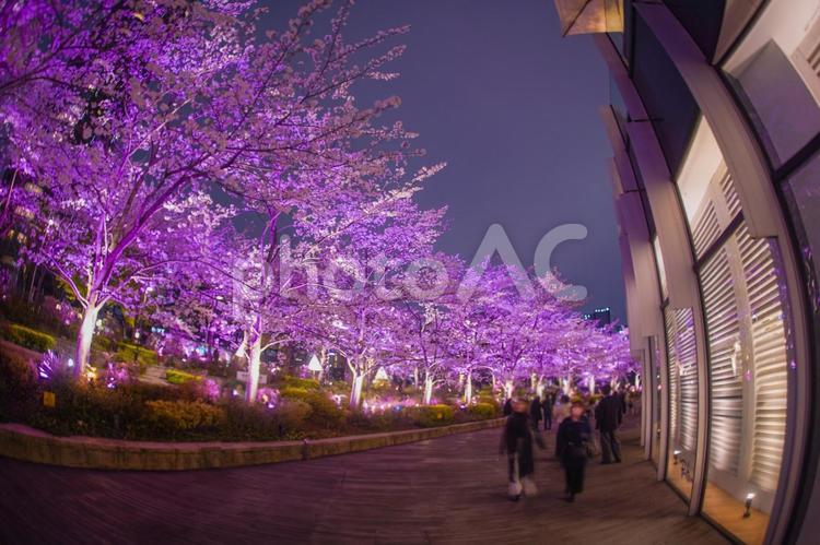 ライトアップされた夜桜のトンネル 東京ミッドタウン,夜桜,桜の写真素材