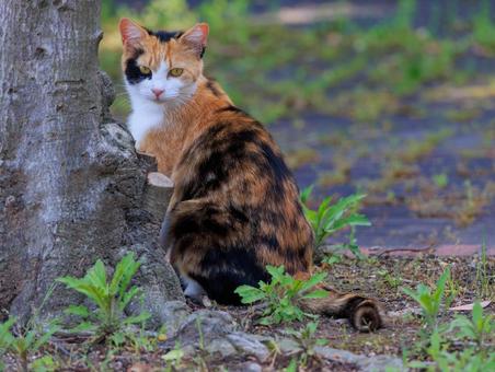 海に公園に居る可愛い三毛猫さんです。 海に公園に居る可愛い三毛猫さんです。の写真