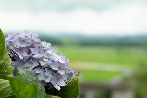 あじさいと田んぼの写真