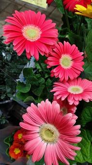 赤い花 赤い花の写真