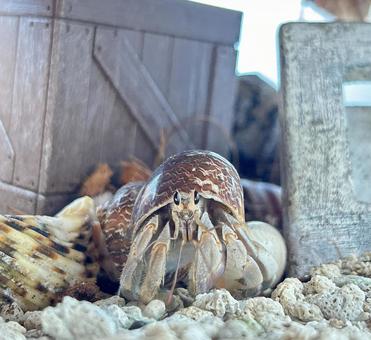 オカヤドカリ正面 オカヤドカリ正面の写真