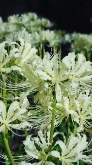 花 花の写真