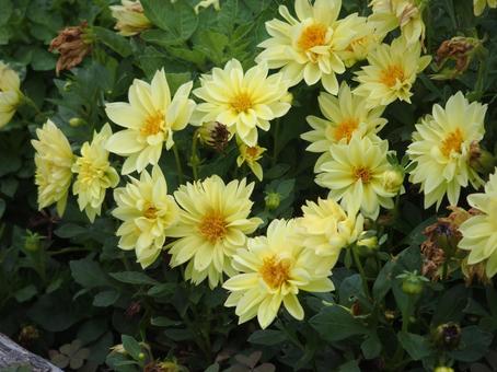 黄色ダリア 花,植物,花壇の写真素材