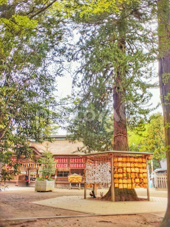 仙台市大崎八幡宮の境内 境内,大崎,八幡宮の写真素材