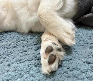 お昼寝中のチワワの足 お昼寝中のチワワの足 チワワ,室内犬,ペットの写真素材