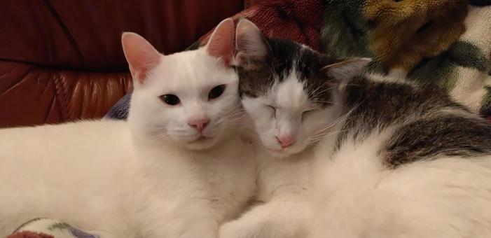 白猫&ハチワレ猫 むぎゅっと 白猫&ハチワレ猫 むぎゅっとの写真