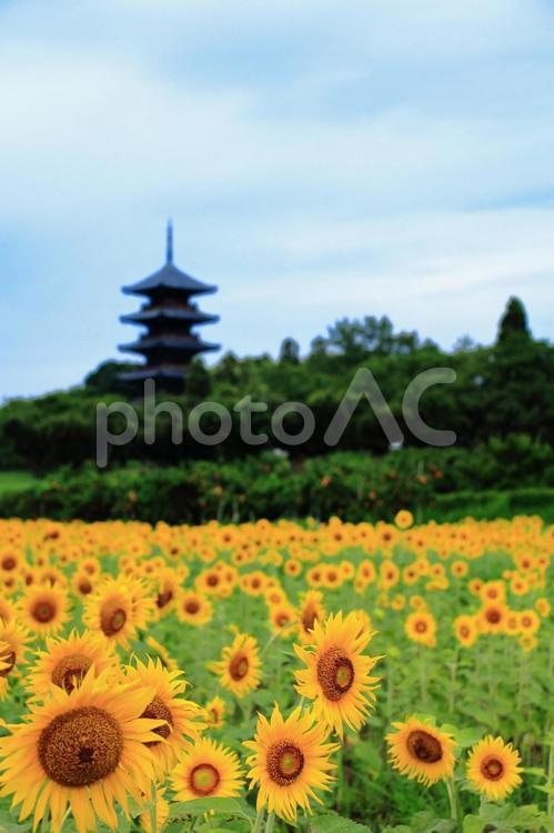 青空のもと咲き誇る向日葵｜備中国分寺 ひまわり,ひまわり畑,夏の写真素材