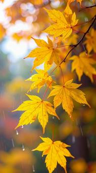 雨の中のもみじ 秋の紅葉 雨の中のもみじ 秋の紅葉の写真