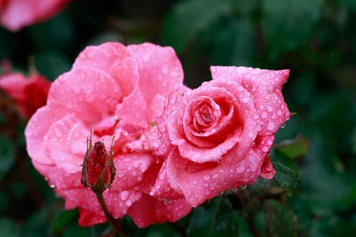 Pink Rose, JPG Pink Rose, JPG