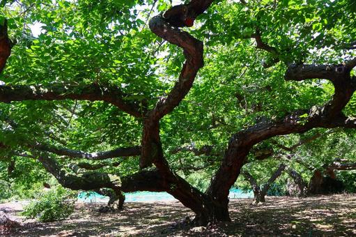 果樹園 果樹園の写真