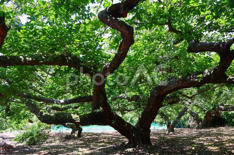 果樹園 農園,果樹園,農家の写真素材