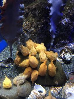 フウセンウオ 群れ フウセンウオ 群れ 水族館,海の生き物,いきものの写真素材