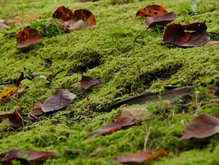 苔と落ち葉 苔と落ち葉 苔,自然,背景素材の写真素材