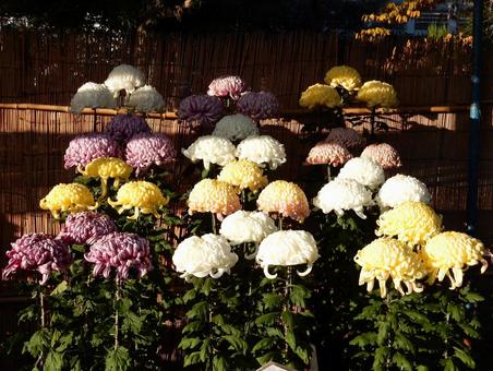 【風景写真】福山菊花展覧会の風景 キク,菊,菊花展の写真素材