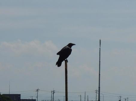 烏 カラス 烏 カラス 鳥,空,とりの写真素材