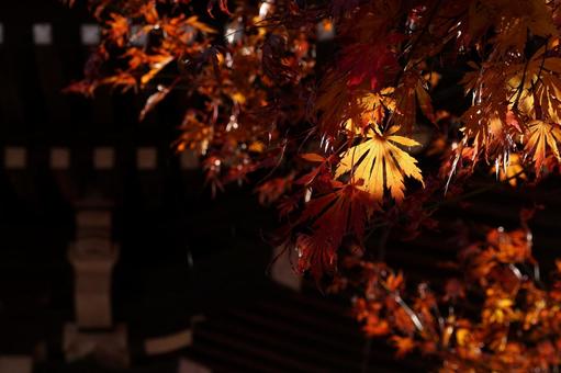 カエデの紅葉 カエデの紅葉 もみじ,カエデ,オレンジの写真素材