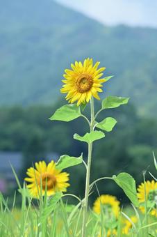 満開の向日葵の花 満開の向日葵の花の写真
