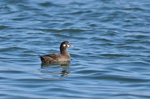 シノリガモ シノリガモ,メス,道化師ガモの写真素材