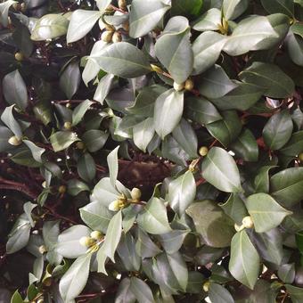 さざんかの写真