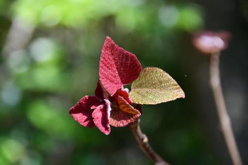 アカメガシワの新芽 アカメガシワ,芽,赤の写真素材