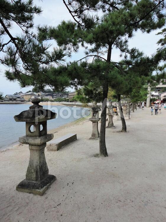 宮島 石灯篭と松の木 海,海沿い,灯篭の写真素材