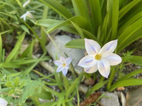 Spring star, JPG Spring star, JPG