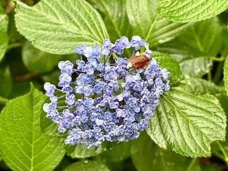 Raindrops and hydrangea, JPG Raindrops and hydrangea, JPG