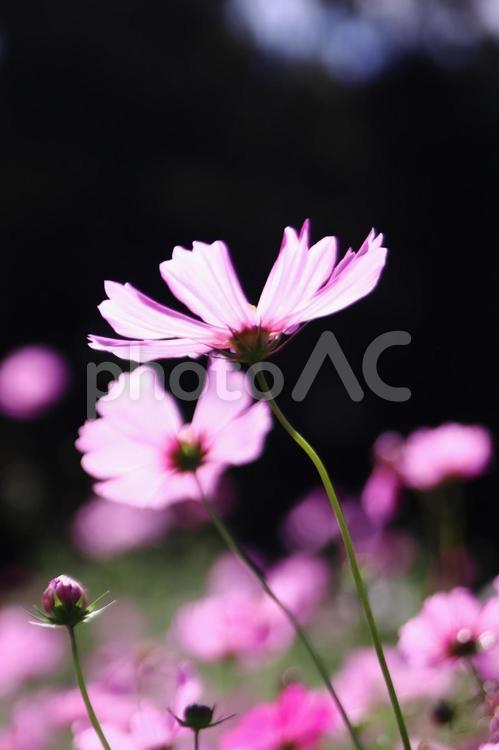 暗い背景に咲くピンクのコスモスの花 コスモス,秋,花の写真素材