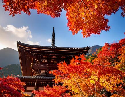 紅葉とお寺 紅葉とお寺の写真